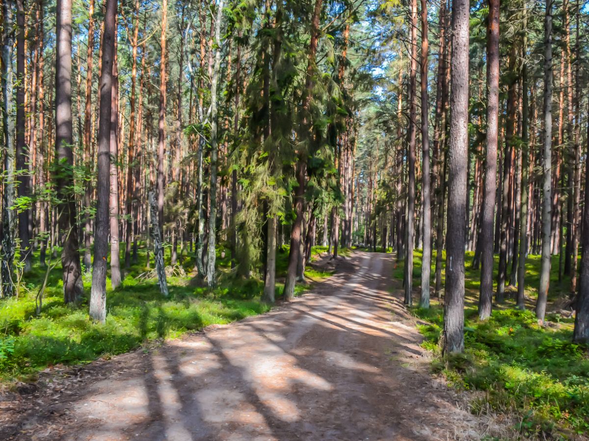 Leśna ścieżka prowadząca do morza w Dębkach, promienie słońca między sosnami